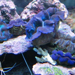 clam-gang