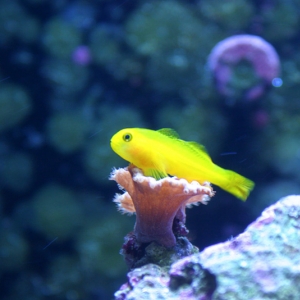Yellow Clown Goby on Cabbage Leather