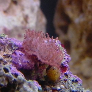 Hairy Mushroom Coral