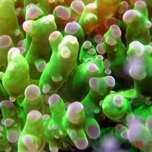 frogspawn