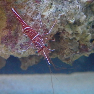 Dancer Shrimp out for a wander