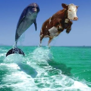 dolphincow