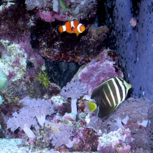 sailfin tang and percula clown