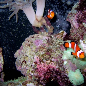 percula clowns