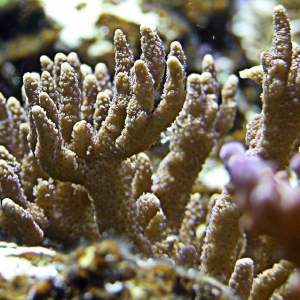 Montipora Digitata