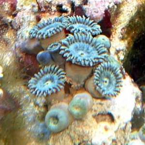 Blue Zoanthids