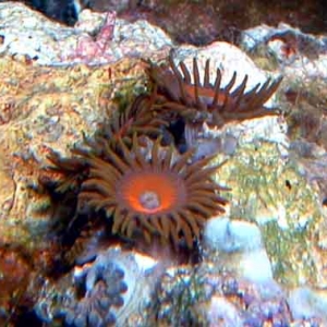 Fire-red Zoanthids