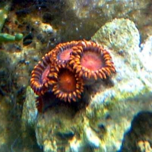 Orange Zoanthids