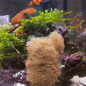 Gorgonian and BoBo the Clown