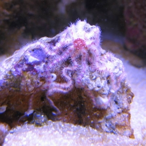 Red and White Brittle Star