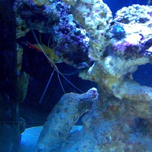 My Cleaner Shrimp Jacques. :)