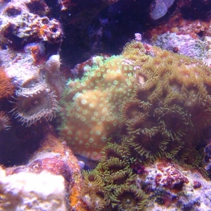 Unknown SPS w/ zoanthids