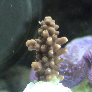 Acropora?