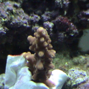 Acropora 2?