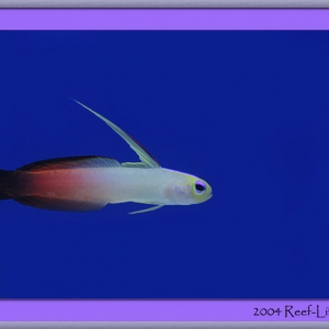 firefish1672framed