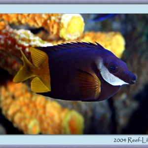 foxface4379framed