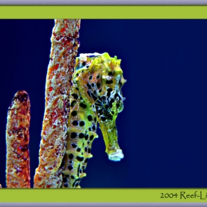 seahorse6127framed