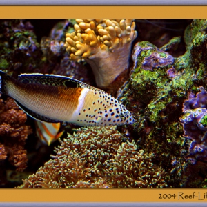 weirdwrasse4279framed