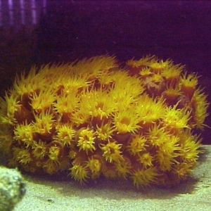 Sun polyps