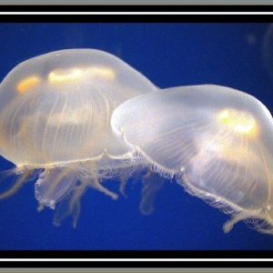 Jellies at New England Aquarium