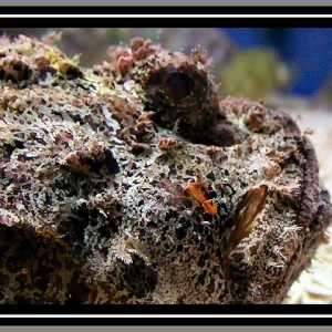 Stonefish at New England Aquarium