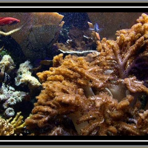 Reef Tank at New England Aquarium
