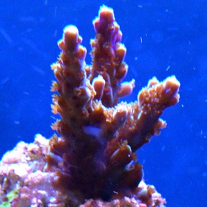 New Frag. I.D Please