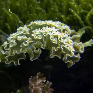 lettuce nudibranch