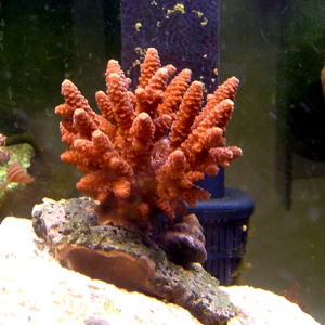 millepora