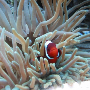 Maroon Clown in Anemone