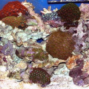 zoanthids in rose BTA tank