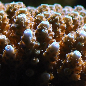 Blue tipped acropora