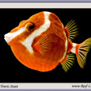 Orange Boxfish