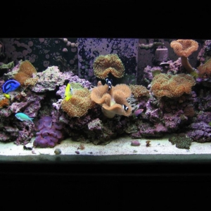 90 gallon