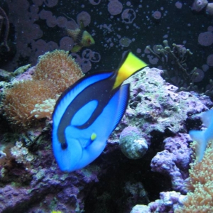 Hippo Tang