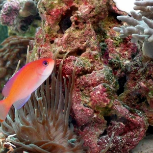 Anthias