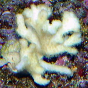 Acropora