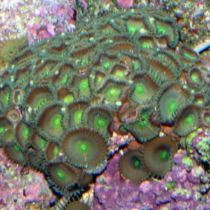 Zoanthus 1