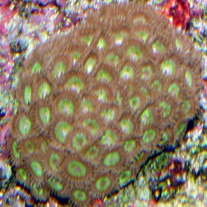 Zoanthus 3