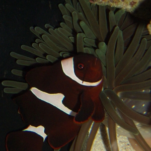 Maroon Clown in Anemone