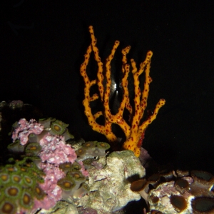 Gorgonian at Night