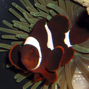 Maroon Clown in Anemone