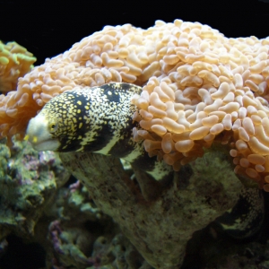 Eel and Hammer Coral