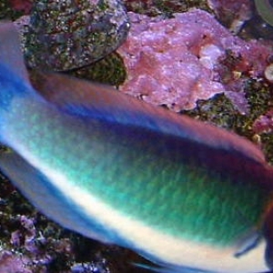 Solar Fairy Wrasse