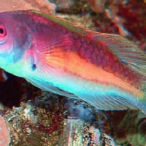 Orange Bar Fairy Wrasse