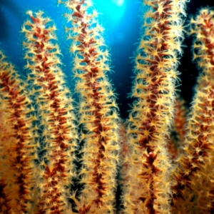 California Golden Gorgonian