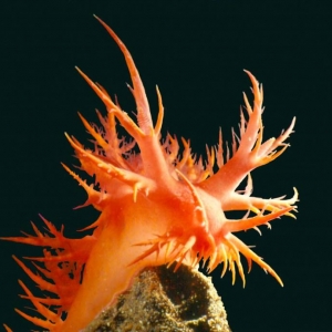 Rainbow Nudibranch