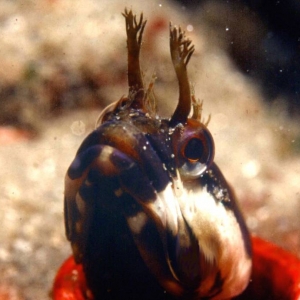 Fringehead Blenny