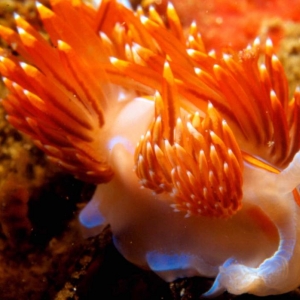 Hermissenda Nudibranch