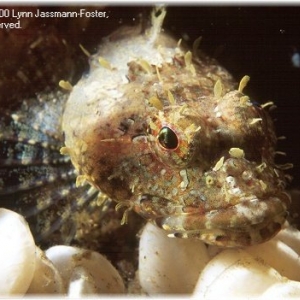 2nd Place Winner - Sculpin on Whelk Eggs